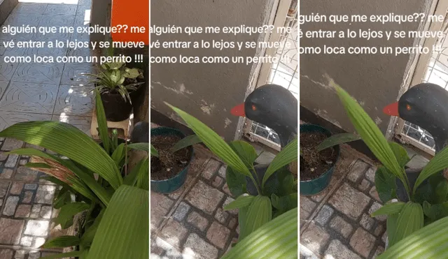 Las plantas emplean un lenguaje basado en señales químicas y cambios físicos para comunicarse. Foto: composición LR/captura/TikTok/Cuadros stella