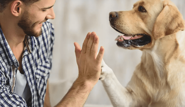 Estudio revela el impacto de los beneficios psicológicos de tener una mascota en casa. Foto: Expansión