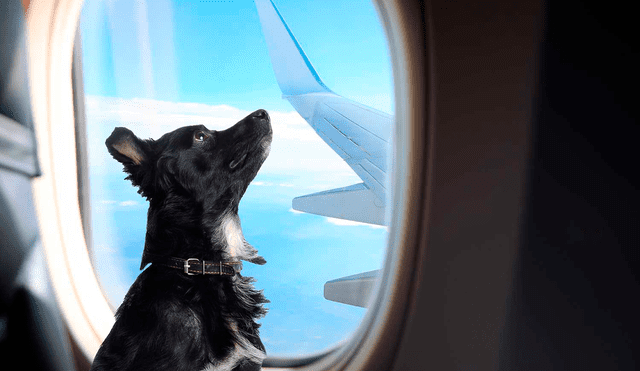 Antes de viajar en avión con tu perro o gato se sugiere realizar una visita previa al veterinario. Foto: difusión