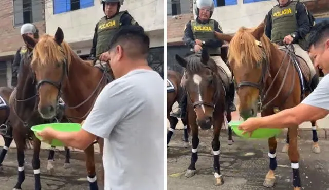 "Difundamos el respeto a los animales", reaccionaron usuarios. Foto: composición LR/ TikTok