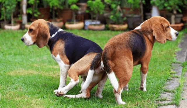 Los perros al aparearse quedan 'pegados' por un tiempo. Foto: composición LR/Experto Animal