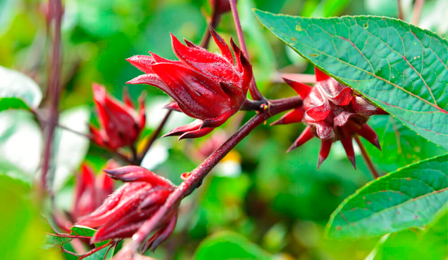 La flor de jamaica puede ser usada en diversas presentaciones como té o en cápsulas. Foto: difusión