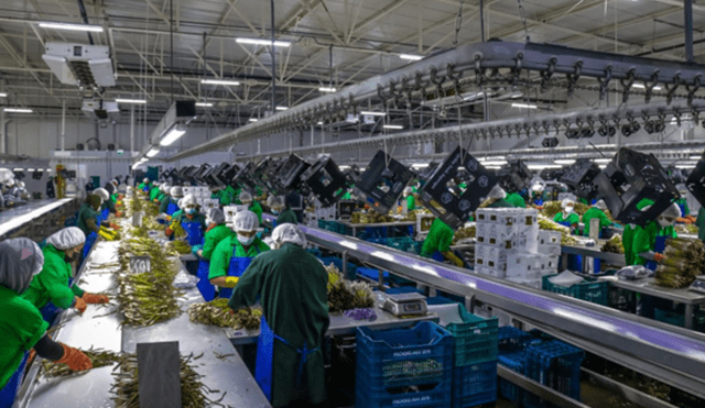 Este proyecto, posiciona a la región como la cuarta en agroexportación del Perú, destacando en productos como arándanos, paltas y uvas. Fuente: Difusión.