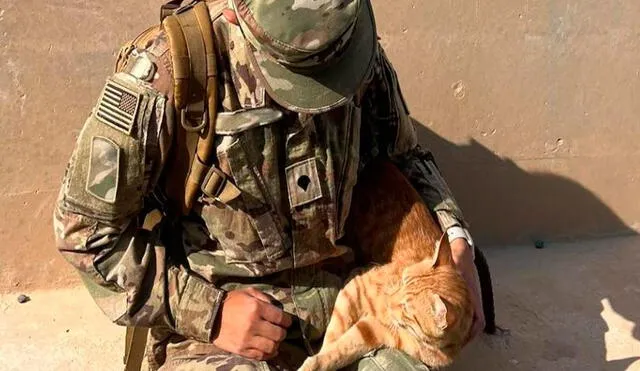 La organización ‘Paws of War’ está trabajando para reunir los fondos necesarios que permitan trasladar al gato a EE. UU. Foto: Paws of War