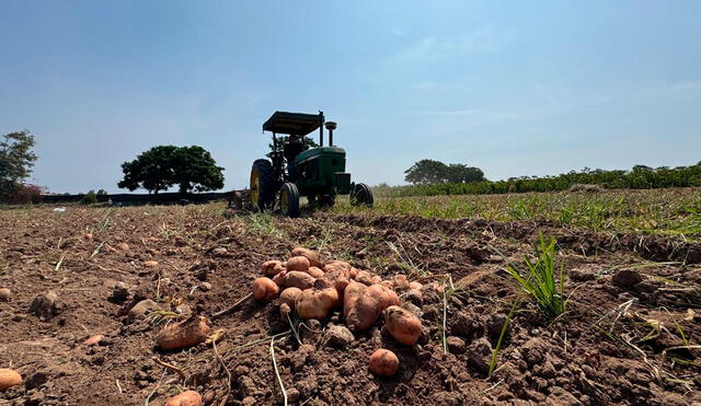 Situación de agricultores en Cañete es preocupante. Foto: difusión