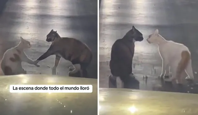 “La gata: acabo de casarme”, reaccionaron usuarios. Foto: composición LR/ TikTok