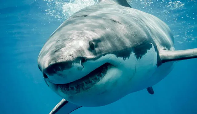 Este tiburón blanco es uno de los animales marinos más peligrosos de USA. Foto: CDN