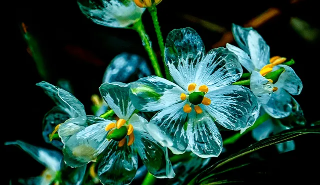 La 'flor de cristal' enfrenta amenazas como la deforestación y expansión urbana, lo que hace crucial preservar su hábitat. Foto: Instagram/cat_japan_megringo.