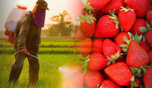 Perú vende fresas de alta calidad a EE. UU. y Europa, pero las que comen los peruanos superan 13 veces los límites legales de pesticidas. Foto: composición LR/Economis/iStock.