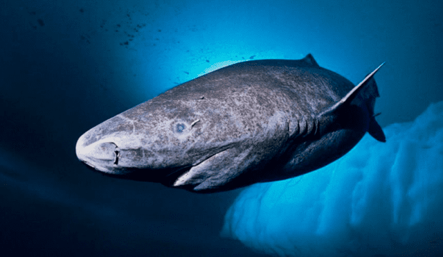 Este tipo de tiburones alcanzan la madurez sexual a los 150 años. Foto: Fundación Aquae.