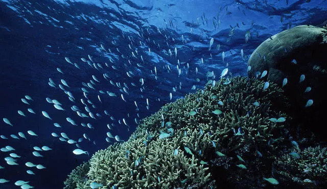 Descubrimiento de una misteriosa formación submarina despierta la curiosidad de científicos y exploradores. Foto: WWF Perú