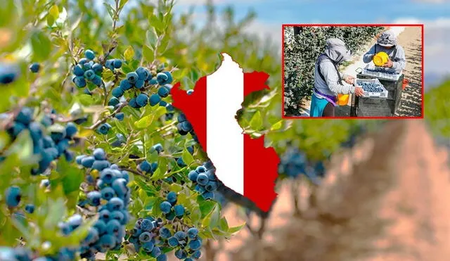 Este fruto peruano no solo es conocido por sus beneficios para la salud, sino también por impulsar la economía del país, consolidando al Perú como un referente global en exportaciones agrícolas.  Foto: composición LR