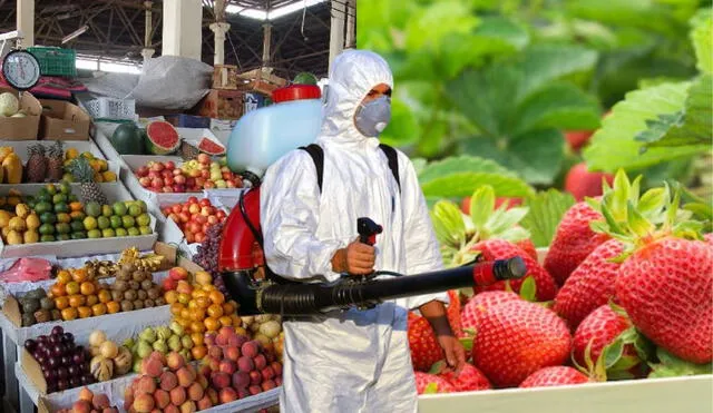 Los altos niveles de pesticidas en fresas de Lima, como el clorfenapir y el fipronil, superan los límites permitidos y ponen en riesgo la salud pública. Foto: composición LR