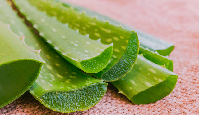 La sábila o aloe vera es fuente rica en vitaminas A, B, C y E. Foto: difusión