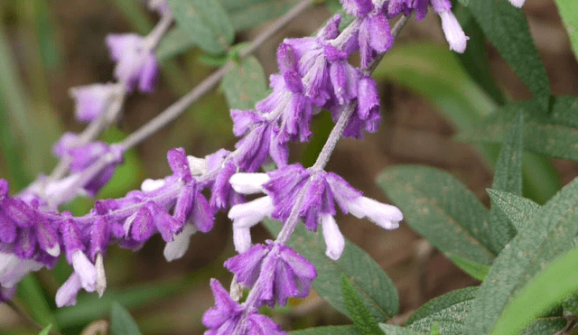 Planta aromática originaria del sur de Europa. Foto: Difusión