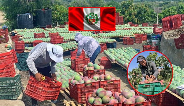 La crisis del mango en Lambayeque deja a los agricultores sin mercados, con precios insostenibles y sin apoyo estatal, llevado a planificar protestas para exigir soluciones urgentes. Foto: composición LR