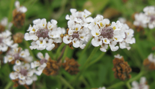 La planta, conocida como 'Yerba del mosquito', suele crecer en canteros o alrededor de las calles. Foto: Wikipedia.