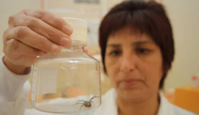 Riesgos de picaduras y mordeduras de insectos en aumento con el calor. Foto: Minsa