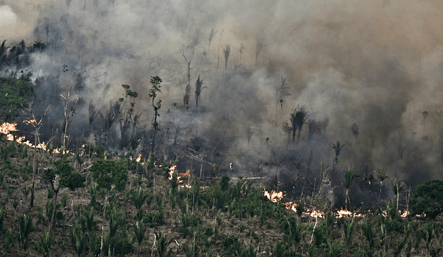 El Gobierno de Lula da Silva enfrenta un gran desafío en la lucha contra la deforestación, especialmente con la próxima COP30.  Foto: Evaristo Sa/AFP.