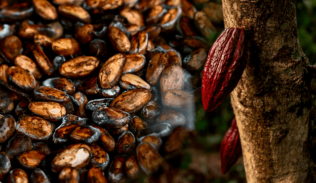 El estudio sobre el origen del cacao destaca la importancia de preservar la diversidad genética del cacao para enfrentar los desafíos actuales del cultivo. Foto: composición LR/Camae/AFP.