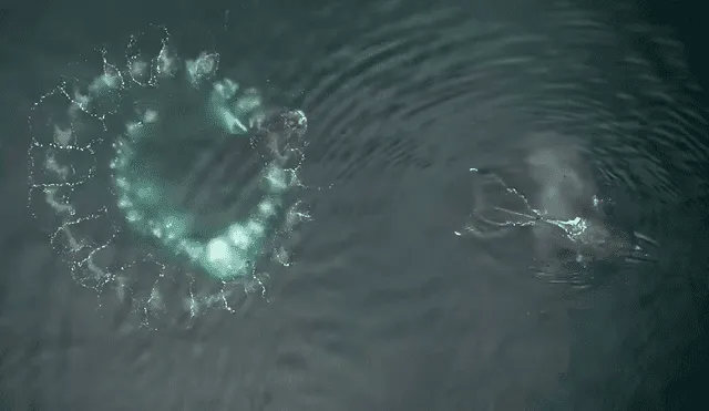 Las ballenas jorobadas generan redes de burbujas ajustadas con precisión, según el estudio. Foto: captura de video/Alska Whale Foundation.