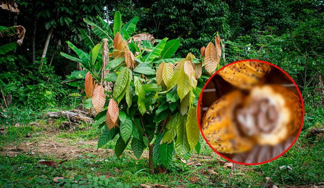 Perú lidera exportaciones de frutas que se cosechan en la selva. Foto: Composición LR/Andina.