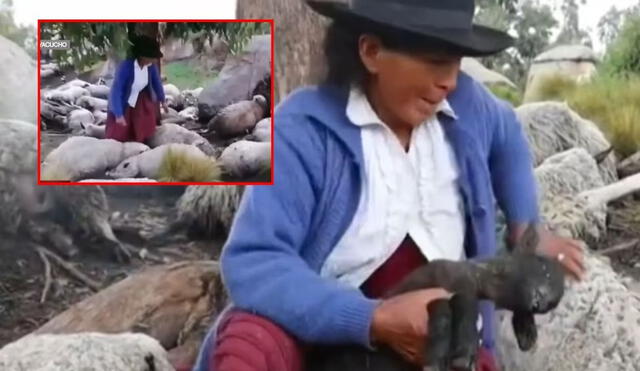 Pareja de ancianos en Ayacucho pierde 50 ovejas por un rayo. La tragedia les cuesta hasta 15.000 soles. Foto: composición