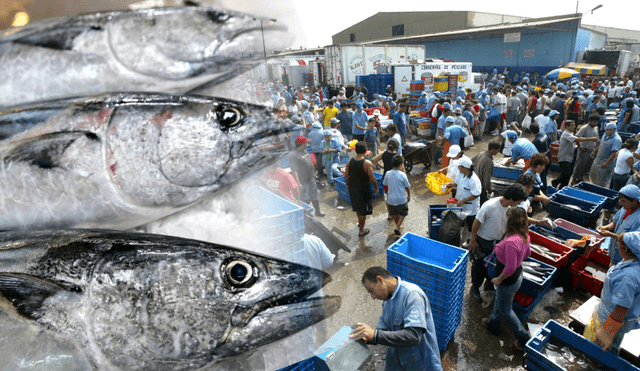 Es importante diferenciar pescado fresco de conservado para preservar la salud. Foto: composición LR/Andina