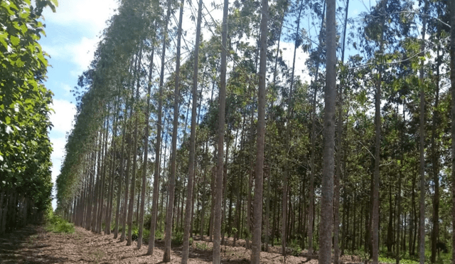 Un árbol clave se ha convertido en un recurso esencial para el desarrollo rural y medicinal. Foto: Difusión