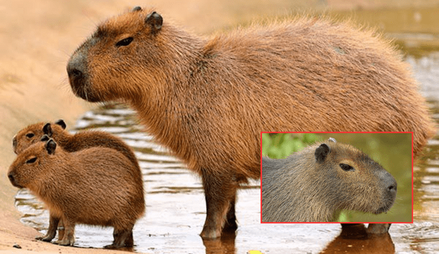 Los capibaras, también conocidos como carpinchos, son considerados los roedores más grandes del mundo. Foto: composición LR/Zoo Barcelona/El Zoológico Guadalajara