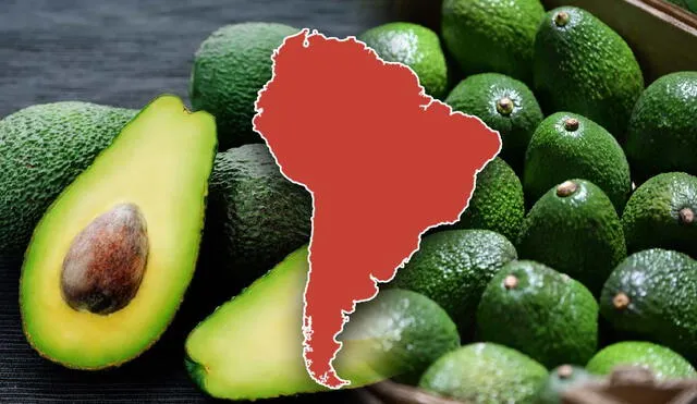 La demanda por la palta peruana en China se ha disparado por su calidad. Esto ha permitido generar ingresos significativos y abrir nuevas oportunidades en el mercado asiático. Foto: composición LR/iStock