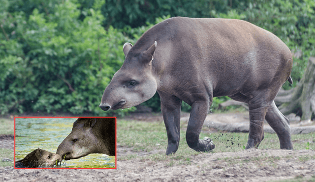 Después de más de un siglo sin registros, el tapir sudamericano, el mamífero terrestre más grande de Sudamérica, ha sido avistado nuevamente en Brasil. Foto: composición LR/World Tapir Day/BBC