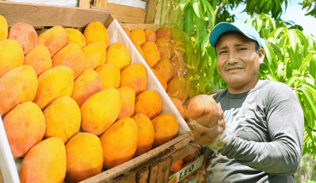 Productores de mango esperan apoyo para lidiar con la sobreproducción. Foto: composición LR/Andina