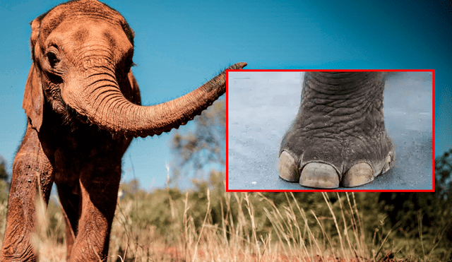 El Parque Kruger es el parque nacional más grande de Sudáfrica donde un elefante pisoteó a un abuelo. Foto: composición LR/El doce Tv