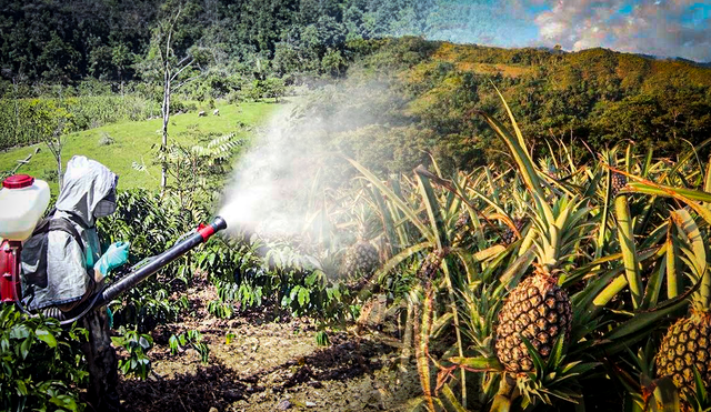 Especialistas piden medidas urgentes para garantizar la seguridad alimentaria en el país. Foto: composición LR.