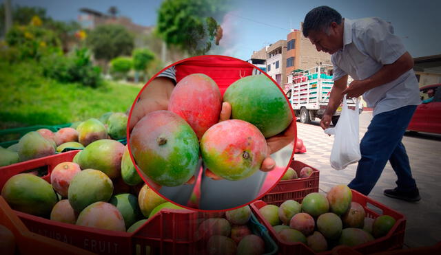 El exceso de producción del mango ha generado pérdidas en la inversión de los agricultores/Composición LR/Foto: Emmanuel Moreno