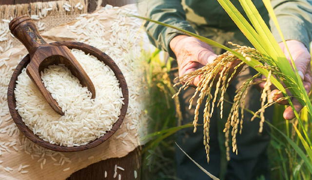 Científicos de la Academia China de Ciencias crearon un arroz chino resistente al estrés ambiental al regular la giberelina para mejorar el rendimiento de cultivos en suelos salinos y zonas de alta temperatura. Foto: composición LR/Shutterstock