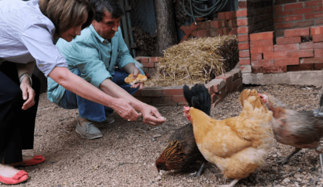 Criar gallinas en casa se presenta como una alternativa atractiva para muchos residentes de San Antonio. Foto: The Dallas Morning News