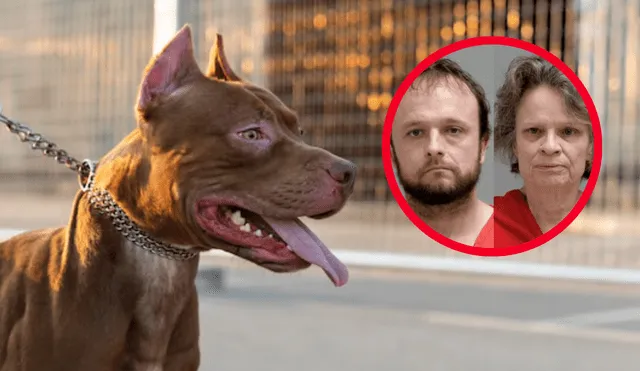 Los pitbulls, Apollo y Echo, estaban bajo el efecto de cocaína, lo que pudo aumentar su agresividad. Foto: composición LR/Freepik/Pickaway County Jail