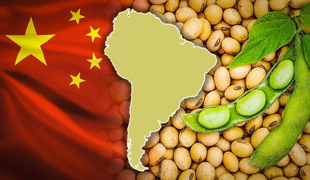 Brasil y Argentina se perfilan como los principales beneficiados de esta situación, ya que podrían aumentar sus exportaciones de soja hacia China, desplazando a los productores estadounidenses. Foto: composición LR/Shutterstock Brasil y Argentina se perfilan como los principales beneficiados de esta situación, ya que podrían aumentar sus exportaciones de soja hacia China, desplazando a los productores estadounidenses. Foto: composición LR/Shutterstock