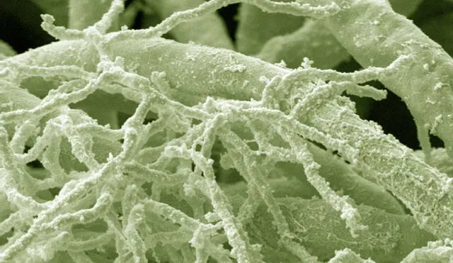 Este hallazgo resalta la importancia de la microbiología en la búsqueda de tratamientos contra el envejecimiento. Foto: Sci News Este hallazgo resalta la importancia de la microbiología en la búsqueda de tratamientos contra el envejecimiento. Foto: Sci News