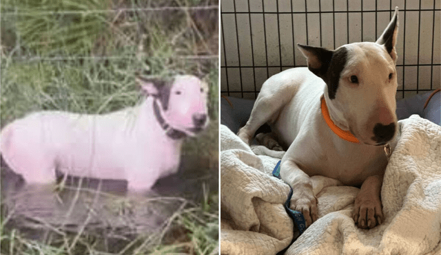 Tras el caso de Trooper, Florida aprobó una ley que impone hasta $10,000 de multa y cargos por crueldad animal a quienes abandonen mascotas en emergencias climáticas. Foto: composición LR/La Vanguardia/TN Tras el caso de Trooper, Florida aprobó una ley que impone hasta $10,000 de multa y cargos por crueldad animal a quienes abandonen mascotas en emergencias climáticas. Foto: composición LR/La Vanguardia/TN