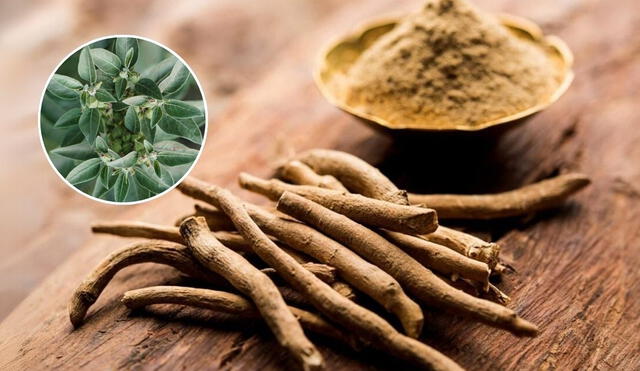 La ashwagandha es una planta medicinal que reduce el cortisol y alivia el estrés, y su efectividad varía según la hora en que se toma, optimizando beneficios como la mejora del sueño y el aumento de energía. La ashwagandha es una planta medicinal que reduce el cortisol y alivia el estrés, y su efectividad varía según la hora en que se toma, optimizando beneficios como la mejora del sueño y el aumento de energía.