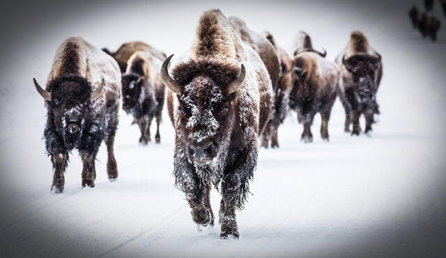 El reciente hallazgo de que los bisontes de Yellowstone conforman una “supermanada”. Foto: NPS / Jacob W. Frank El reciente hallazgo de que los bisontes de Yellowstone conforman una “supermanada”. Foto: NPS / Jacob W. Frank