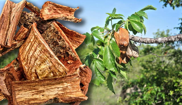 Con propiedades antiinflamatorias y antimicrobianas, el cuachalalate contribuye a mejorar la circulación sanguínea. Foto: composición LR/Plantid/UNAM Con propiedades antiinflamatorias y antimicrobianas, el cuachalalate contribuye a mejorar la circulación sanguínea. Foto: composición LR/Plantid/UNAM