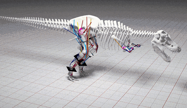 Para determinar cuál fue el dinosaurio más rápido del mundo se combinaron datos biomecánicos con modelado digital. Foto:William Sellers/Live Science. Para determinar cuál fue el dinosaurio más rápido del mundo se combinaron datos biomecánicos con modelado digital. Foto:William Sellers/Live Science.