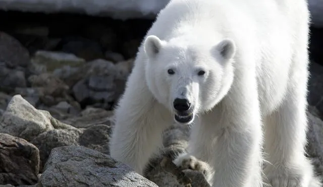 Oso polar persiguió a un hombre armado al sentirse atacado. Foto: CNN Oso polar persiguió a un hombre armado al sentirse atacado. Foto: CNN