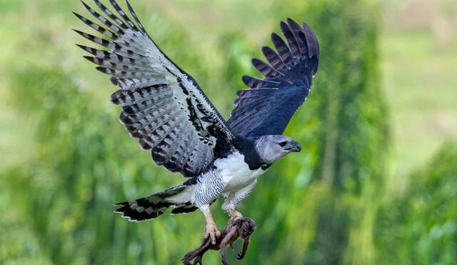 Así caza el águila Harpía en la selva de Sudamérica. Foto: CNN Así caza el águila Harpía en la selva de Sudamérica. Foto: CNN