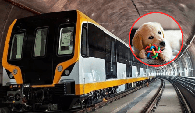 Mascotas podrán viajar en la Líne 2 del Metro de Lima. Foto: composición LR Mascotas podrán viajar en la Líne 2 del Metro de Lima. Foto: composición LR