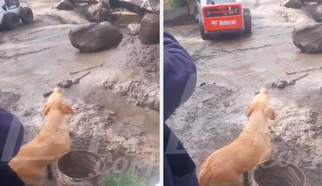La mascota conmovió el corazón de miles de usuarios al verlo aullando en búsqueda de su dueño sepultado por el lodo. Foto: composición LR/ TikTok / @chotatvnoticias La mascota conmovió el corazón de miles de usuarios al verlo aullando en búsqueda de su dueño sepultado por el lodo. Foto: composición LR/ TikTok / @chotatvnoticias